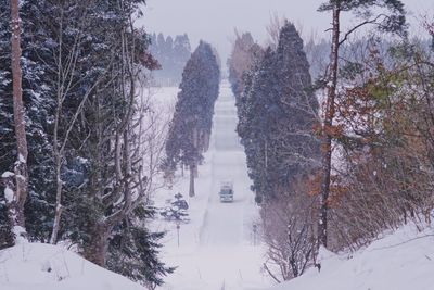 Snow covered land and trees in forest