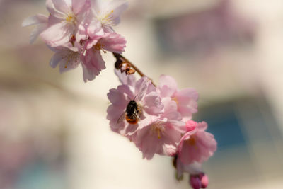 Close-up of pink cherry blossom