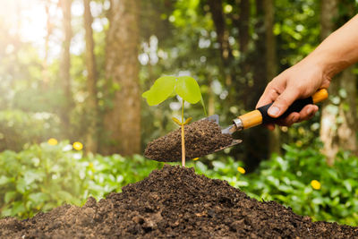 Cropped hand of person planting sapling