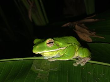 Close-up of green frog on leaves