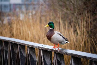 Bird perching on railing