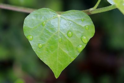 Close-up of wet leaves