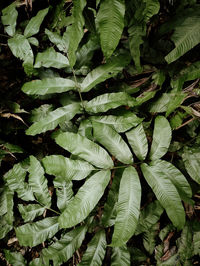 Full frame shot of green leaves