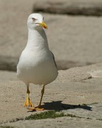 Close-up of seagull perching on railing