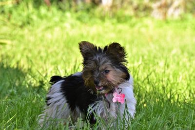 Portrait of dog on field