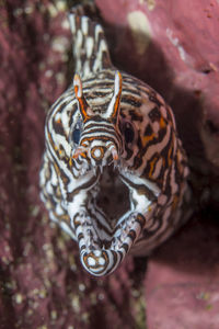 Close-up of a turtle