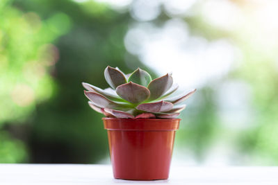 Close-up of succulent plant on table