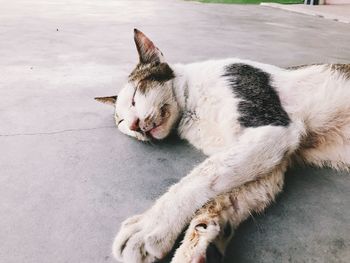 High angle view of cat yawning