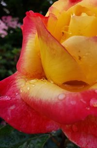 Close-up of yellow rose flower