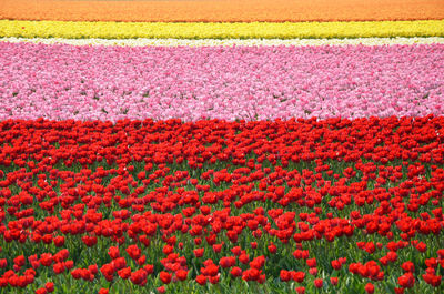 View of red tulips