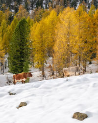 View of a horse on snow covered field