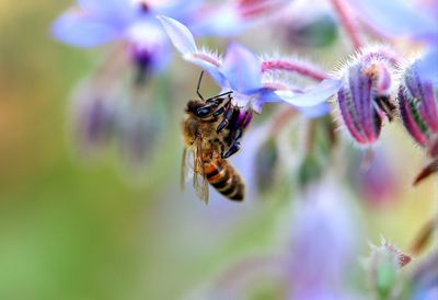 Close-up of bee pollinating on flower
