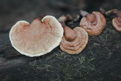 Close-up of mushrooms growing on wood