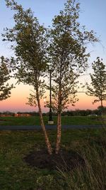 Trees on field against sky during sunset