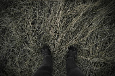 Low section of man standing on grass