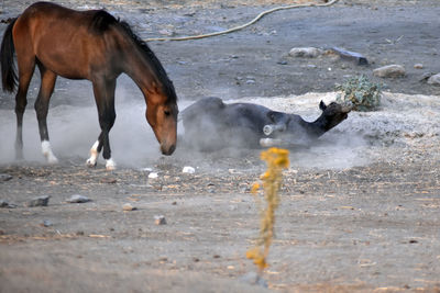 Horses in the ground