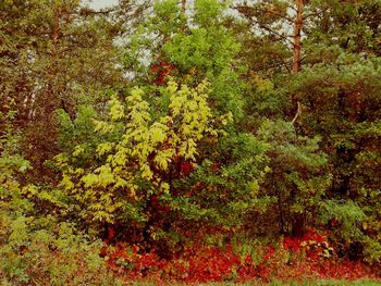 Full frame shot of trees in forest