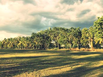 Trees on field