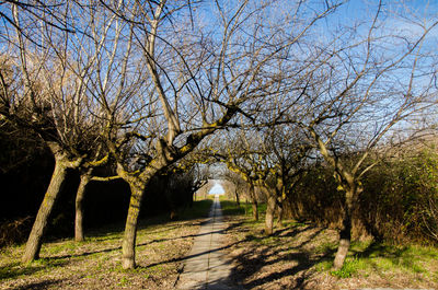 View of bare trees against sky