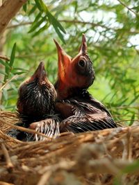 Close-up of birds