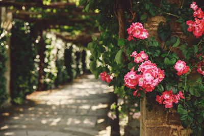 Pink flowers blooming in park