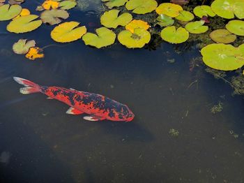 High angle view of koi carp swimming in pond