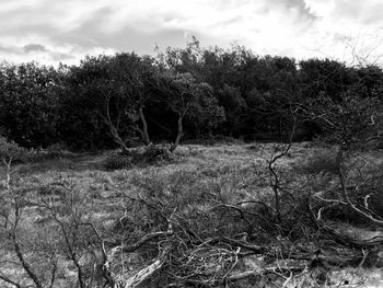 Trees on field against sky