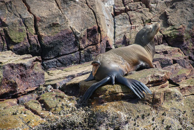 View of turtle on rock