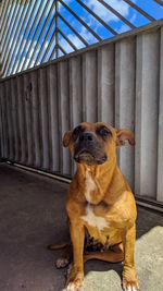 Portrait of dog looking away