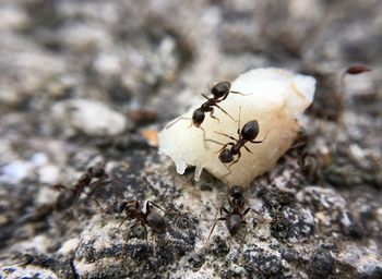 Close-up of ant on rock