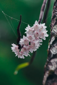 Close-up of pink cherry blossoms in spring