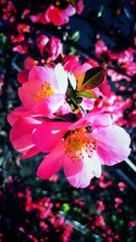 Close-up of flower blooming outdoors