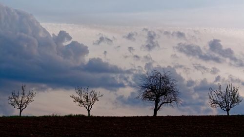 Trees on field against cloudy sky