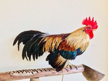 Close-up of rooster