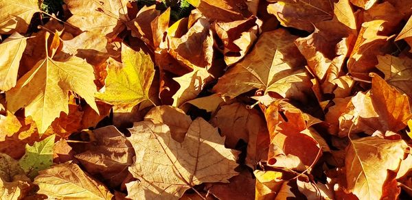 Full frame shot of autumnal leaves on field