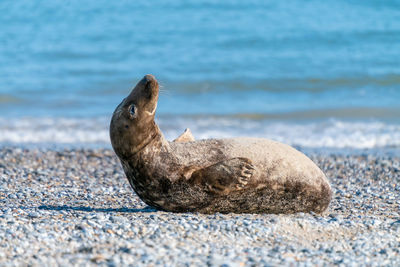 Close-up of sea lion