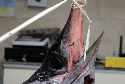 Close-up of fish hanging on metal