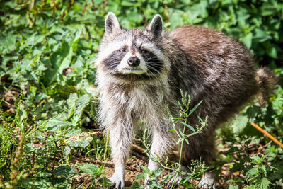 Portrait of an animal on field