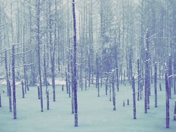 Panoramic view of pine trees in forest during winter