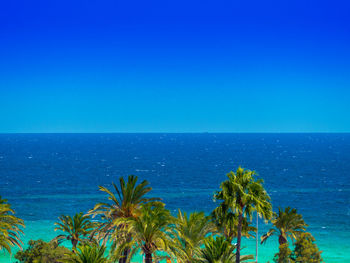 Palm trees by sea against blue sky