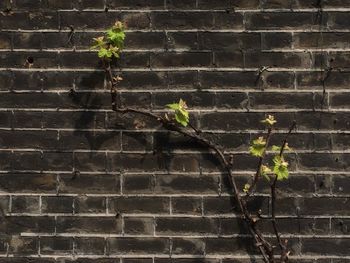 Close-up of brick wall