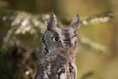 Close-up of owl against blurred background