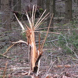 Close-up of dry plant on field in forest