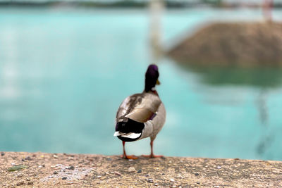 Bird perching on a lake