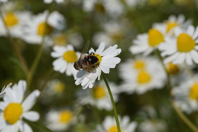 Close-up of bee pollinating on flower