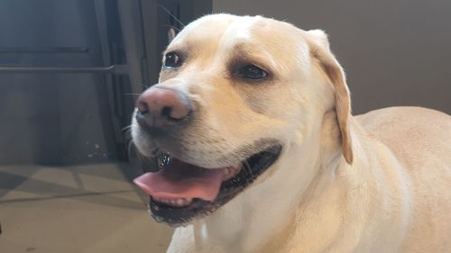 Close-up of dog looking away