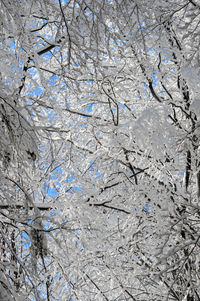 Full frame shot of snow covered tree