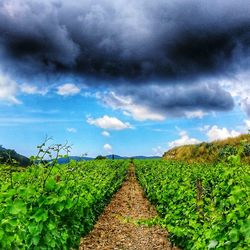 Scenic view of agricultural field against sky