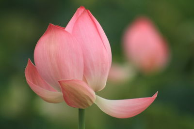 Lotus is the embodiment of truth, goodness and beauty in people's minds