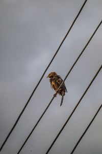 Close-up of bird on a cable